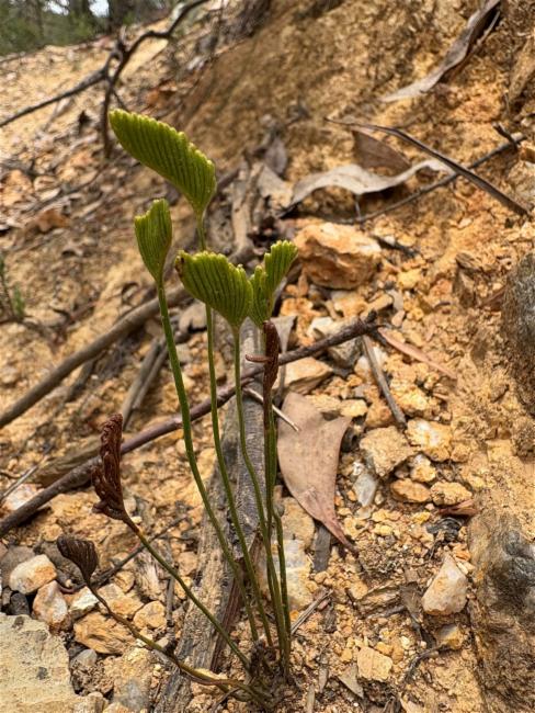 Schizaea bifida (Forked Comb Fern) (alternate view 12)