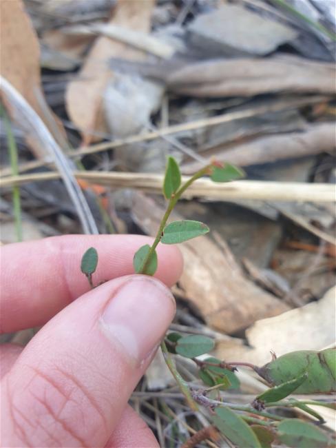 Bossiaea prostrata (creeping bossiaea) (alternate view 8)