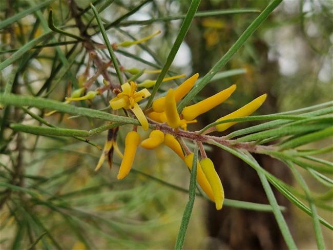 Persoonia linearis (Narrow-leaf Geebung) (alternate view 10)