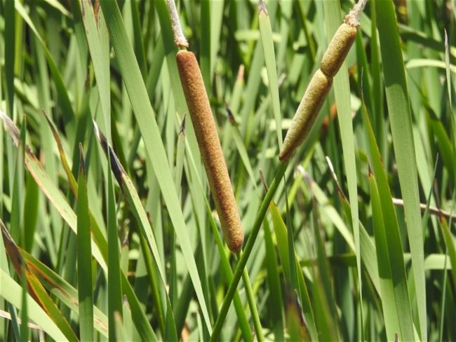 Typha orientalis (Oriental Cattail) (alternate view 11)