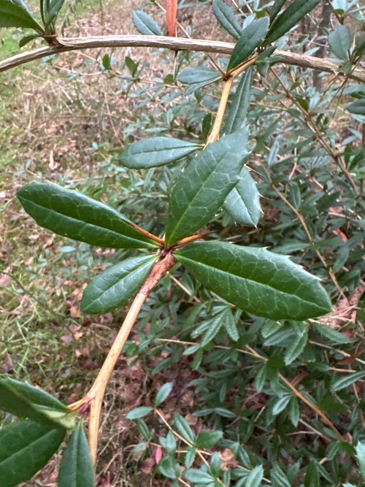 Berberis julianae (Wintergreen barberry) (alternate view 3)