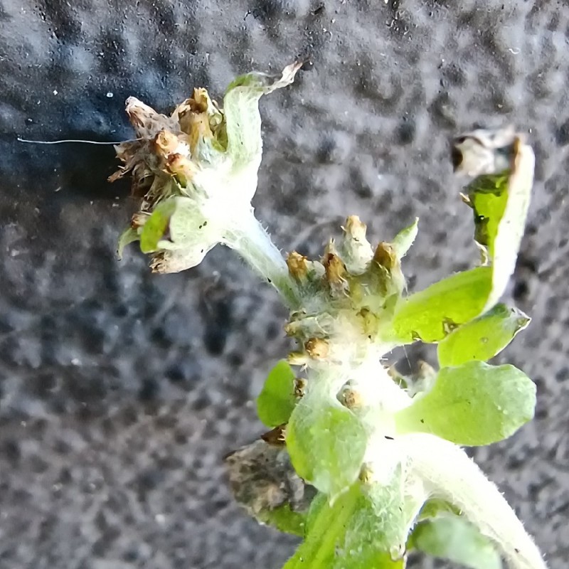 Gamochaeta pensylvanica (Pennsylvania Cudweed) (alternate view 10)