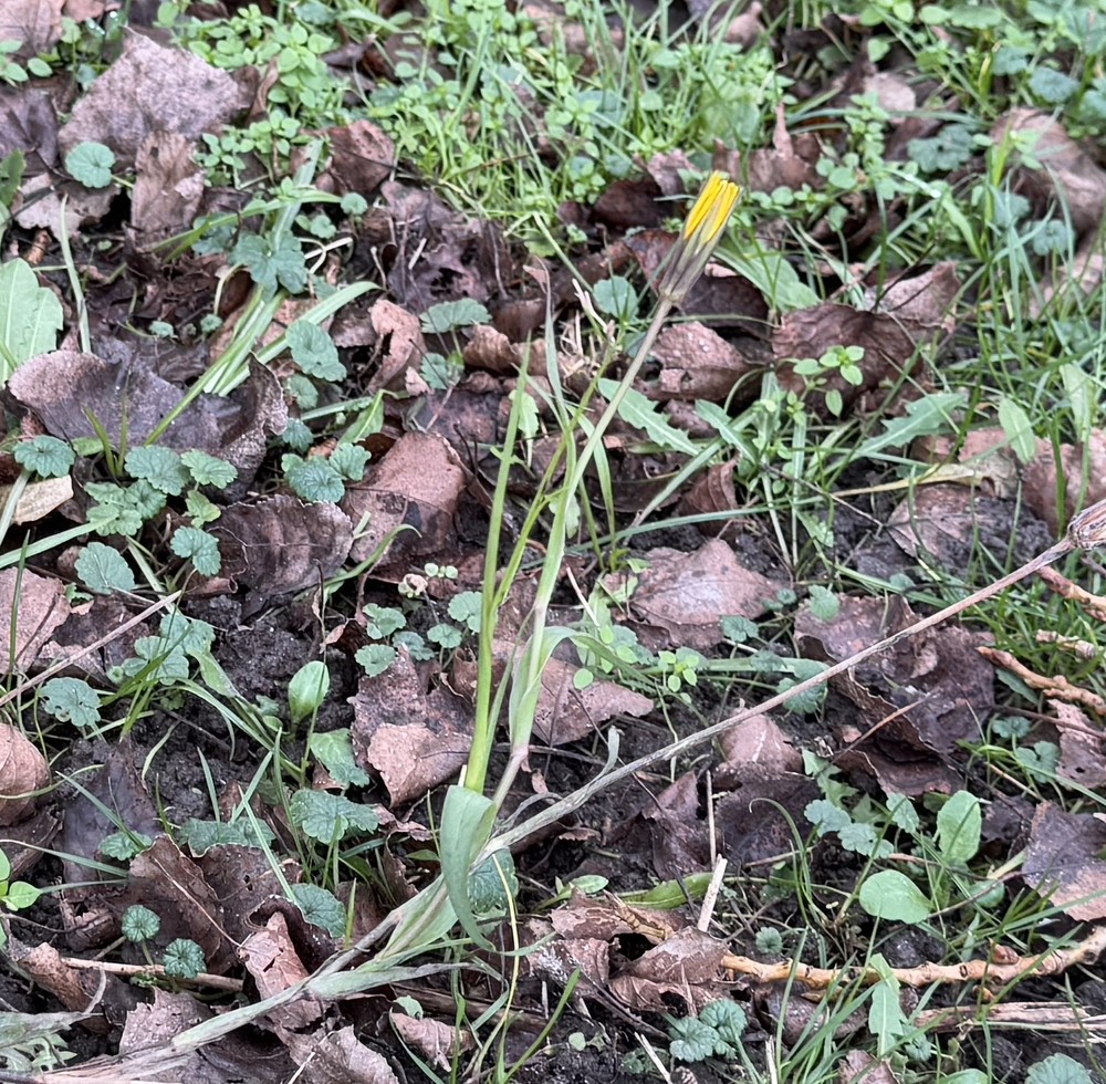 Tragopogon pratensis (meadow salsify) (alternate view 13)