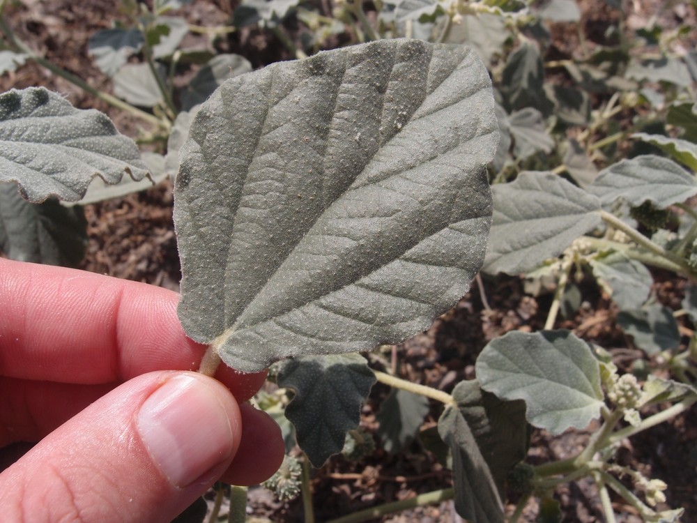Chrozophora tinctoria (dyer's croton) (alternate view 11)