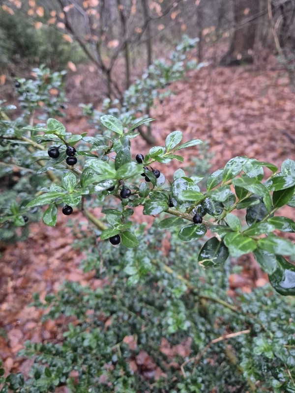 Ilex crenata (Japanese holly)