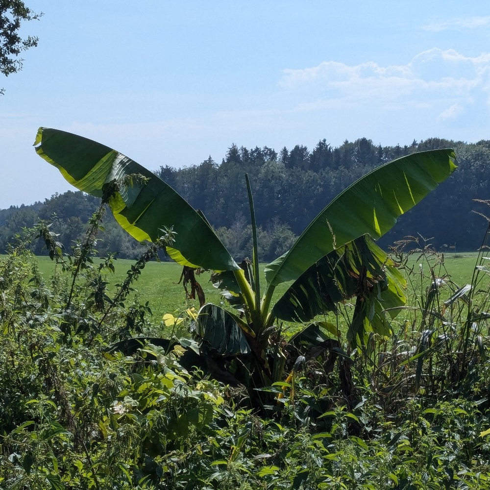 Musa basjoo (Hardy Banana) (alternate view 11)