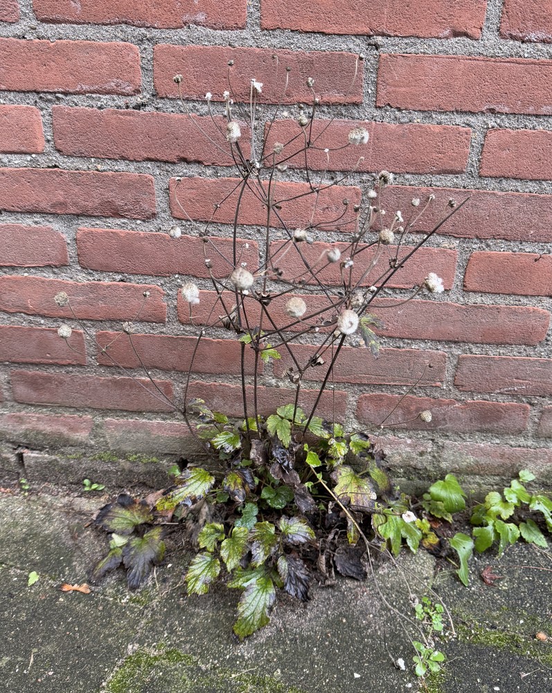 Eriocapitella (Fall-blooming anemones)