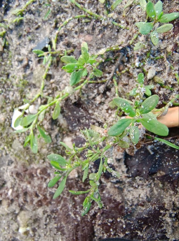 Polygonum aviculare (common knotweed) (alternate view 13)