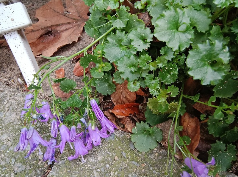 Campanula portenschlagiana (Dalmatian Bellflower) (alternate view 11)