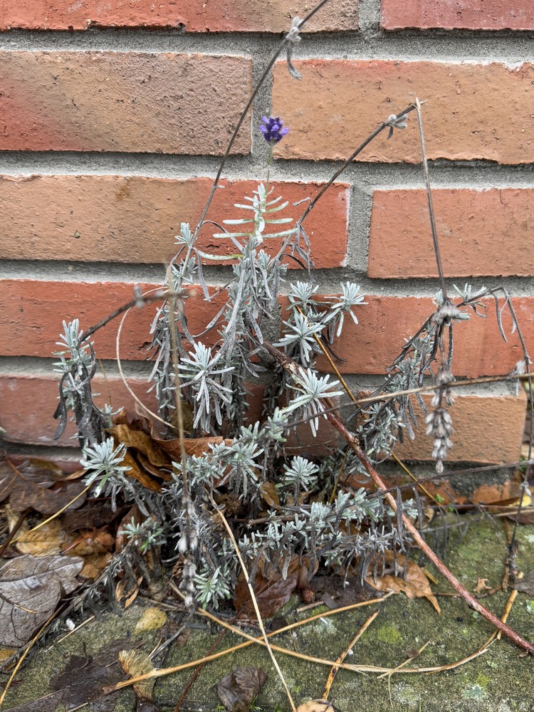 Lavandula angustifolia (English lavender) (alternate view 3)