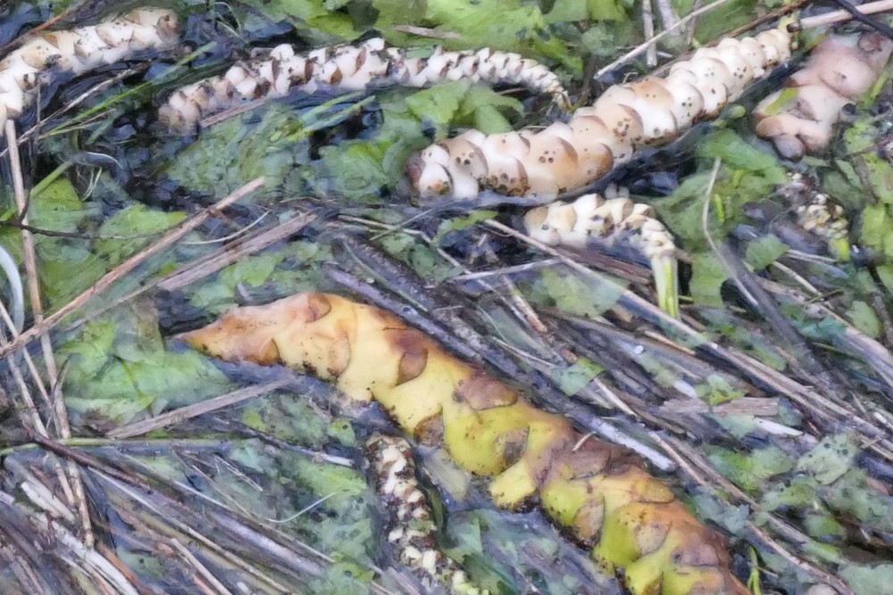 Nuphar lutea (yellow water-lily) (alternate view 12)