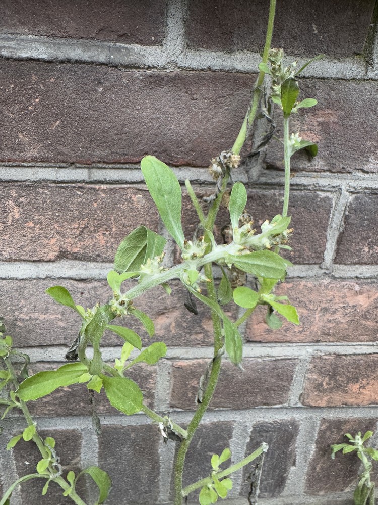 Gamochaeta pensylvanica (Pennsylvania Cudweed) (alternate view 11)