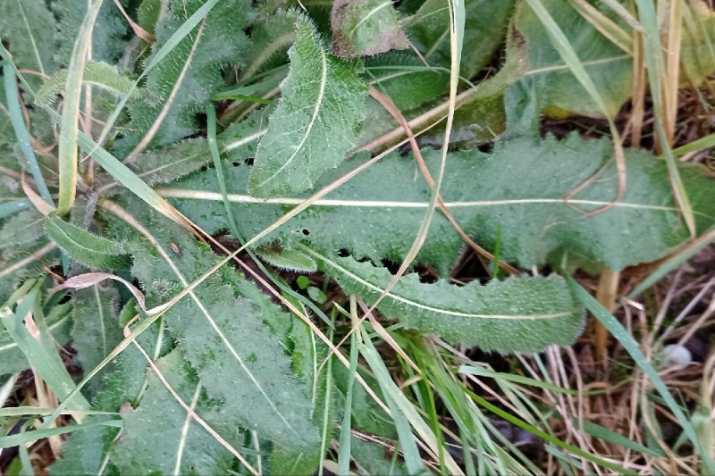 Picris hieracioides (Hawkweed Oxtongue) (alternate view 11)