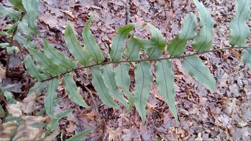 Cyrtomium fortunei (Fortune's Holly Fern) (alternate view 7)
