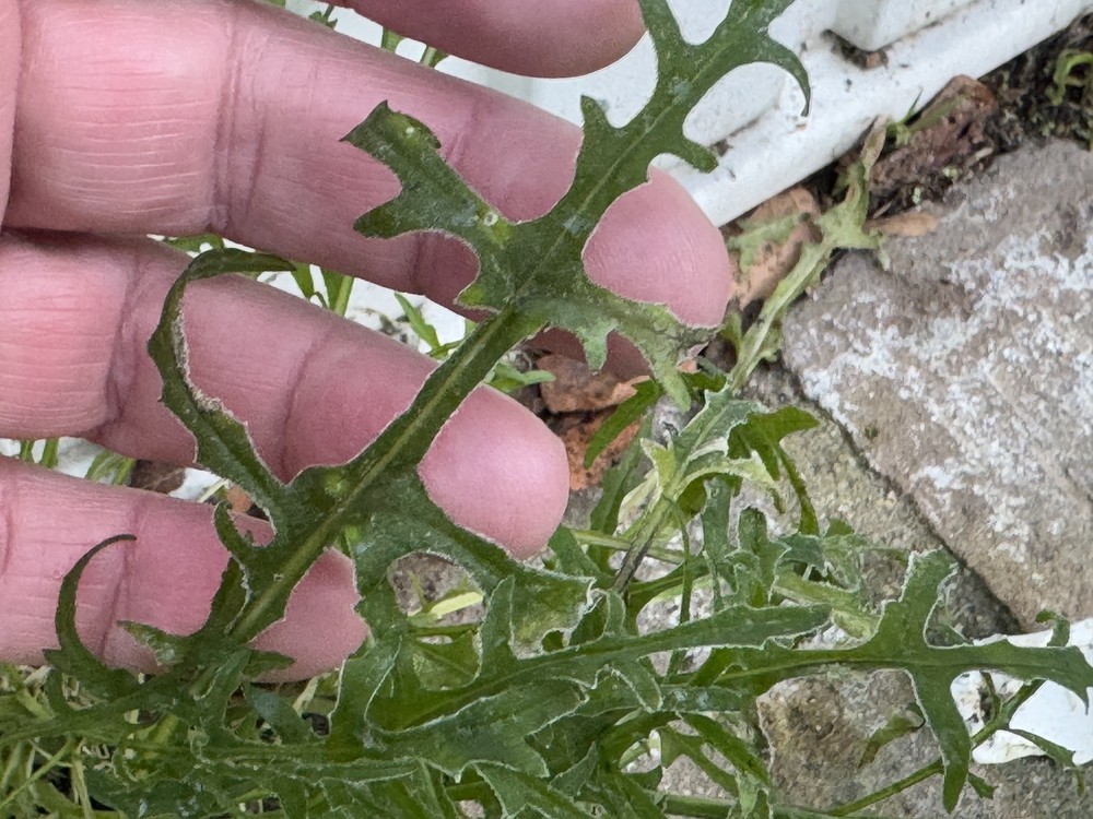 Diplotaxis tenuifolia (Perennial Wall-rocket) (alternate view 9)