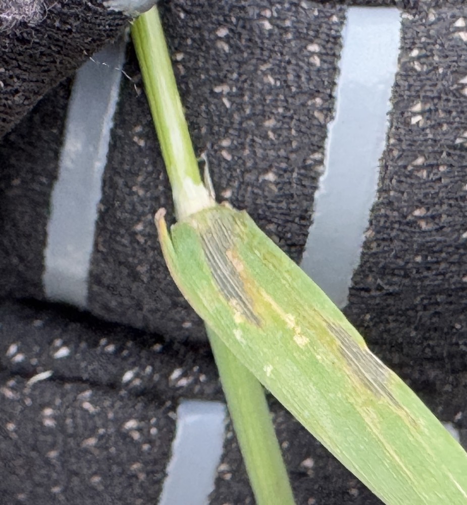 Polypogon viridis (water beard grass) (alternate view 12)