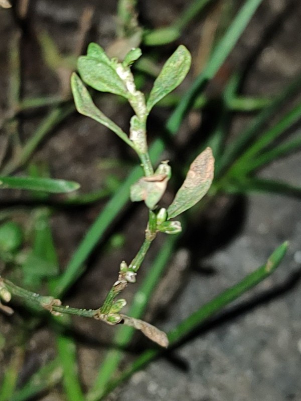 Polygonum aviculare (common knotweed) (alternate view 14)