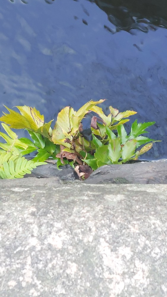 Cyrtomium falcatum (Japanese Holly Fern) (alternate view 7)