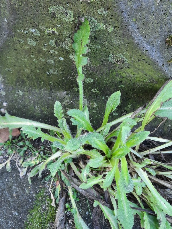 Papaver atlanticum (Atlas Poppy) (alternate view 14)