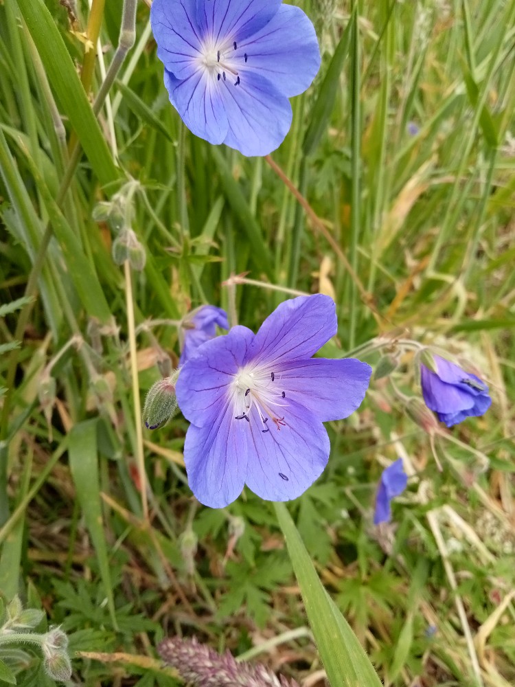 Geranium wallichianum (Purple-vein geranium) (alternate view 11)
