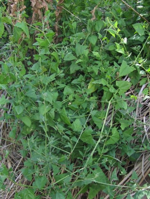 Atriplex prostrata (Creeping Saltbush) (alternate view 11)