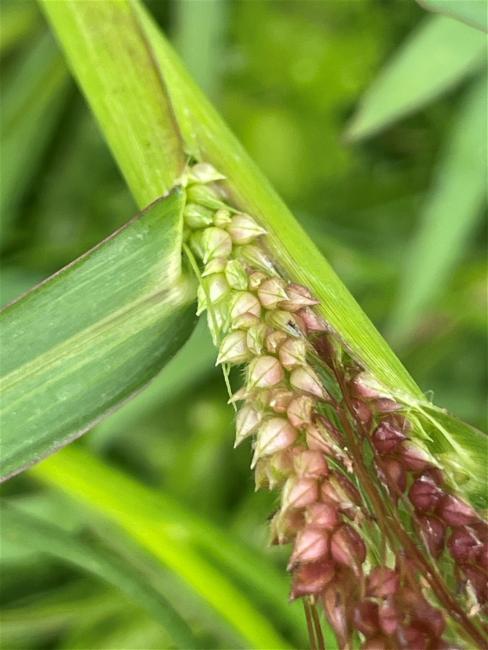 Echinochloa crus-galli (barnyardgrass) (alternate view 11)