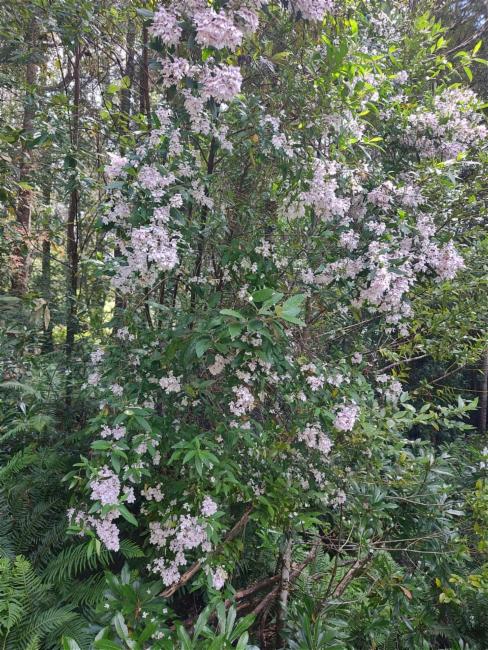 Prostanthera lasianthos (Christmas Bush) (alternate view 10)