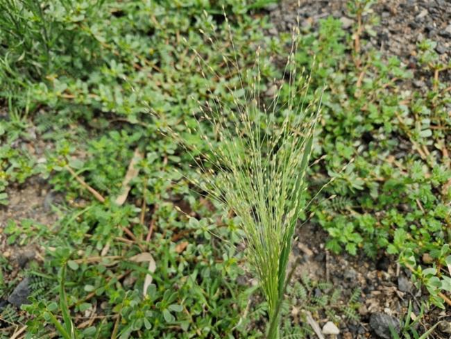 Panicum capillare (witch grass)