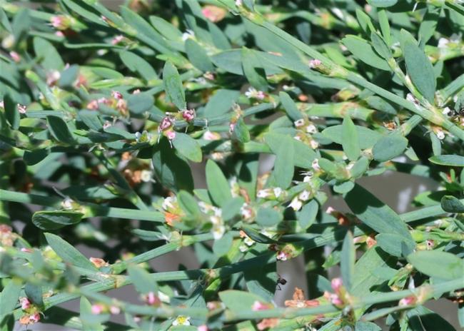 Polygonum arenastrum (Oval Leaf Knotweed) (alternate view 12)