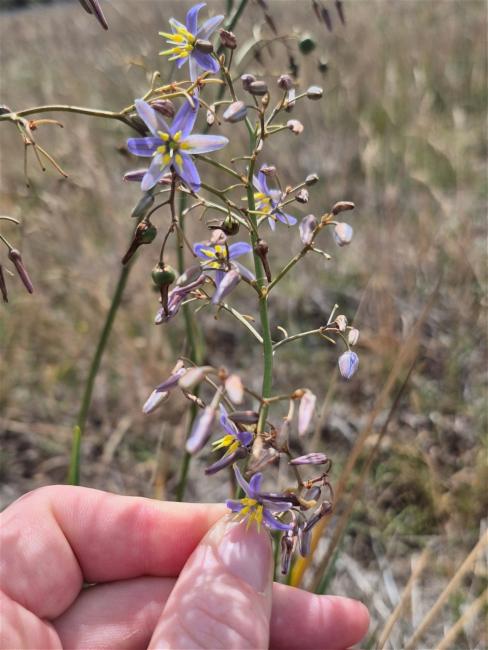 Dianella longifolia (Pale Flax-Lily) (alternate view 12)