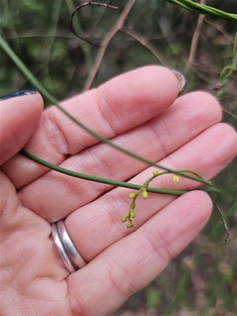 Cassytha glabella (Slender Devil's Twine) (alternate view 11)
