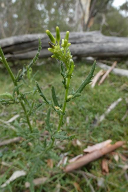 Senecio hispidulus (Hill Fireweed) (alternate view 10)