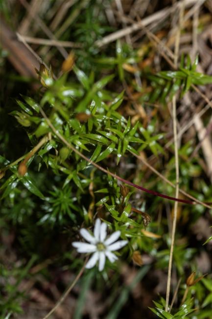 Stellaria pungens (prickly starwort) (alternate view 11)