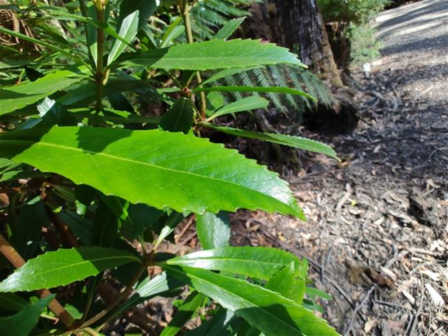 Anopterus glandulosus (Tasmanian laurel) (alternate view 10)