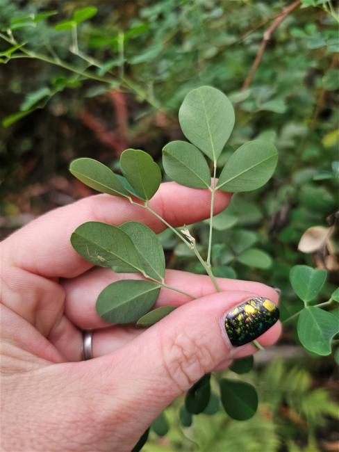 Goodia lotifolia (Clover-leaved Poison) (alternate view 10)