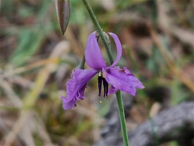Arthropodium fimbriatum (Nodding Chocolate Lily) (alternate view 6)