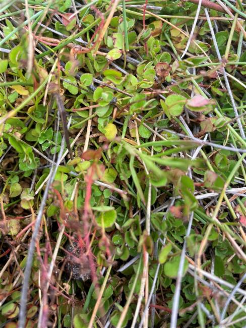 Gonocarpus micranthus (creeping raspwort) (alternate view 11)