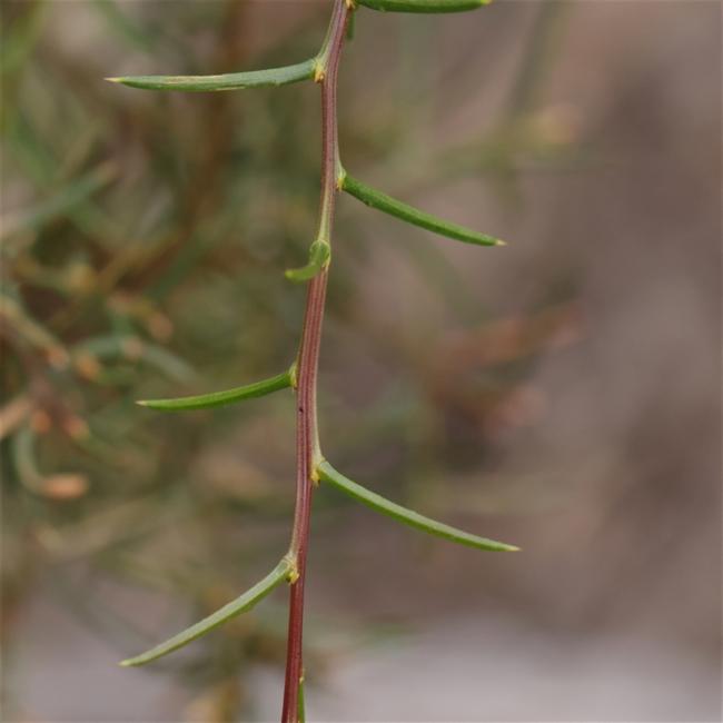 Acacia genistifolia (Spreading Wattle) (alternate view 12)