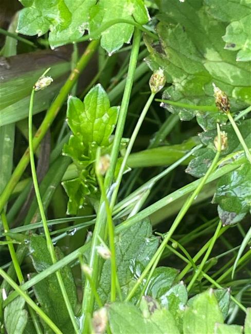 Isolepis cernua