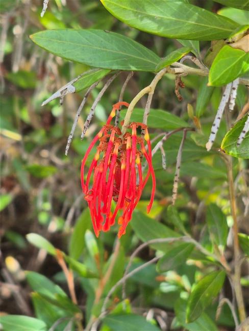 Grevillea victoriae (Royal Grevillea)