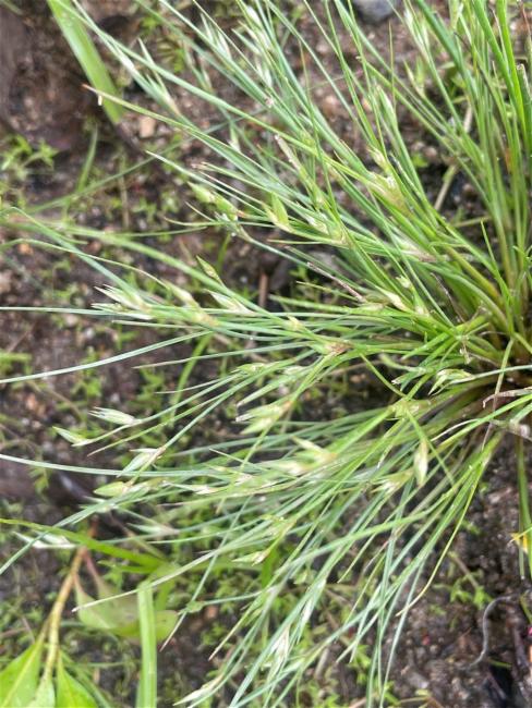 Juncus bufonius (Toad rush) (alternate view 10)