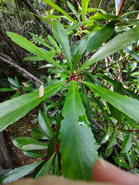 Anopterus glandulosus (Tasmanian laurel) (alternate view 11)
