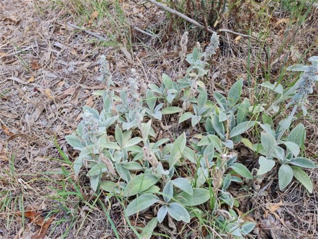 Stachys byzantina (lamb's ears)
