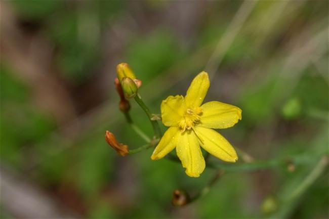 Bulbine bulbosa (Bulbine Lily) (alternate view 11)