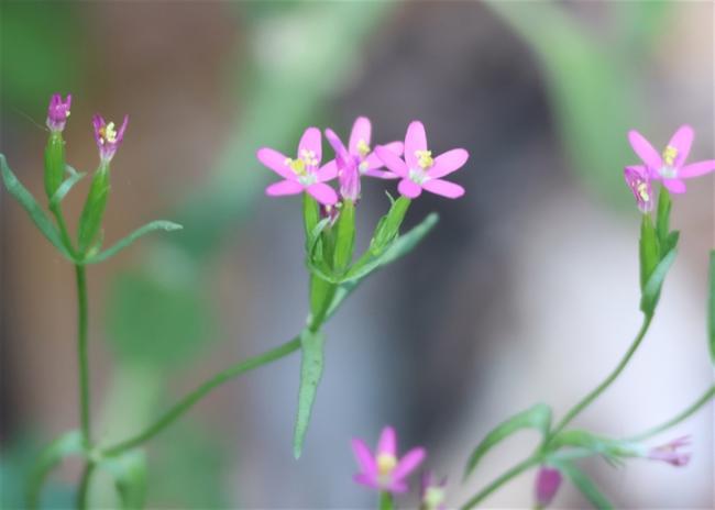 Centaurium tenuiflorum (Slender Centaury) (alternate view 11)