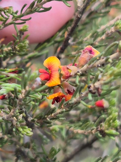 Dillwynia sericea (showy parrot-pea) (alternate view 11)