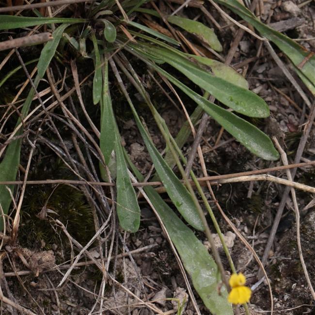 Goodenia bellidifolia (Daisy-leaved Goodenia) (alternate view 12)