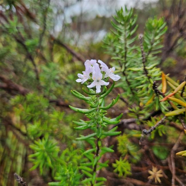 Westringia fruticosa (Coastal Rosemary) (alternate view 11)