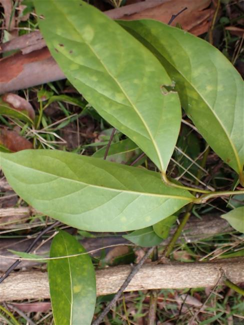 Cryptocarya microneura (murrogun) (alternate view 11)