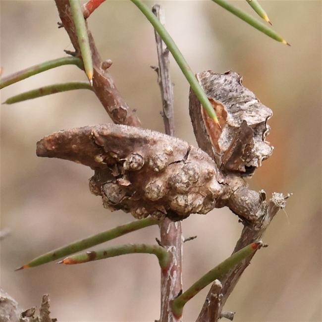 Hakea decurrens (Bushy Needlewood) (alternate view 12)